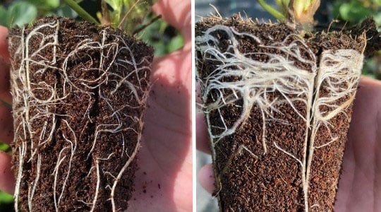 YaraVita Actisil stimulira rast vlaknastog korijena