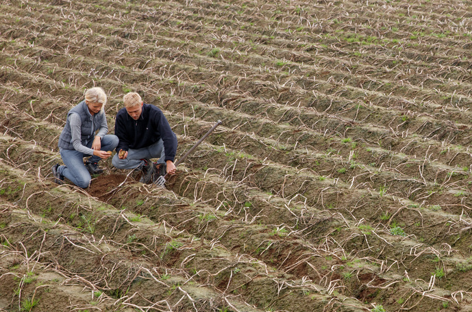 Kako poboljšati kvalitetu gomolja krumpira