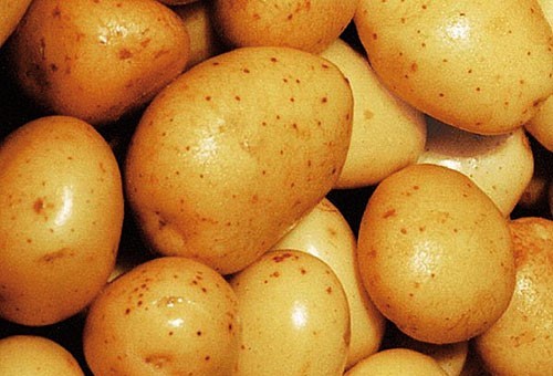 Folijarna prihrana povećava rast gomolja krumpira