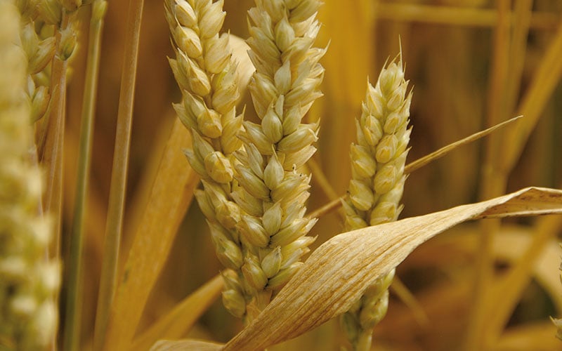 Mikrohranjiva – važan sastojak proljetne prihrane