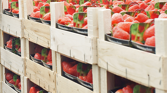 Kako poboljšati kvalitetu plodova jagoda