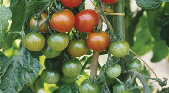 Kako povećati prinos rajčice