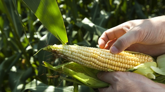 Kako poboljšati sadržaj proteina kukuruza