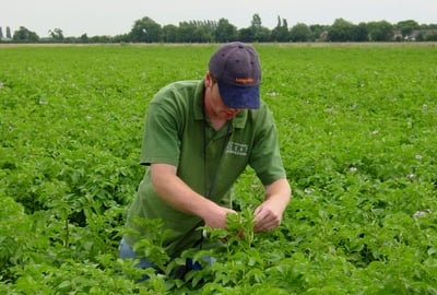 Analiza listova jedina je pouzdana metoda za određivanje potreba biljaka za ishranom te identificiranje nedostatka hranjiva