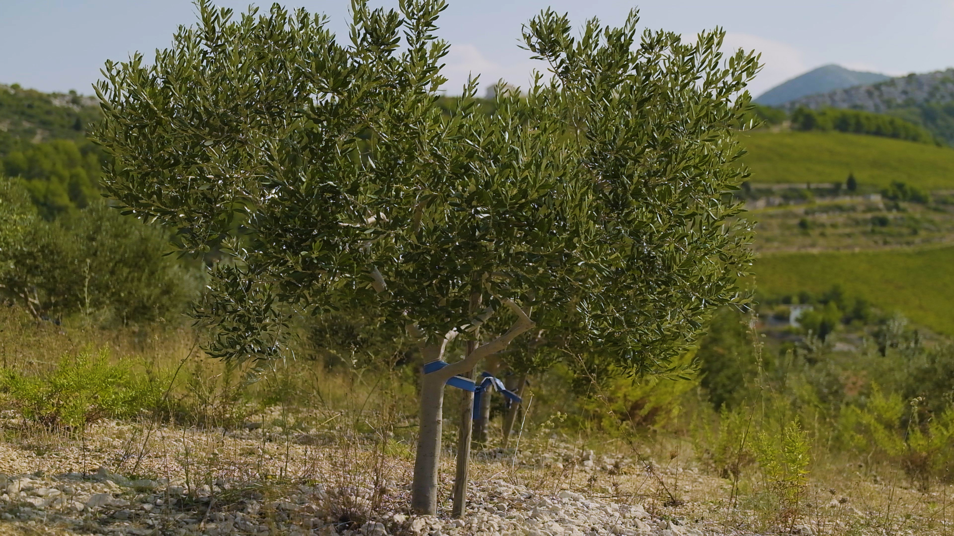 Programi prihrane masline hranjivima