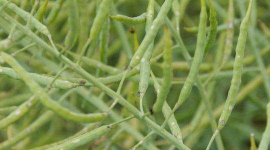 Kako produžiti trajanje biljnog pokrova uljane repice