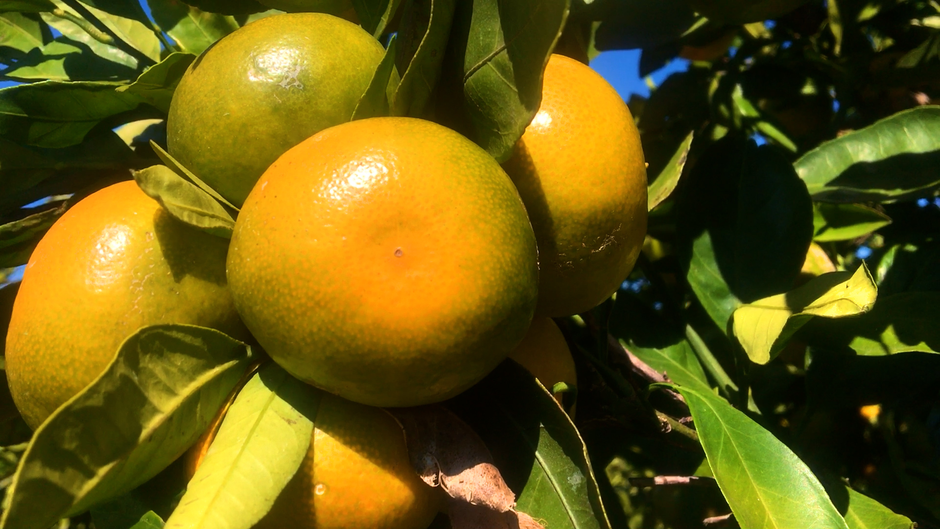 Povećanje prinosa agruma