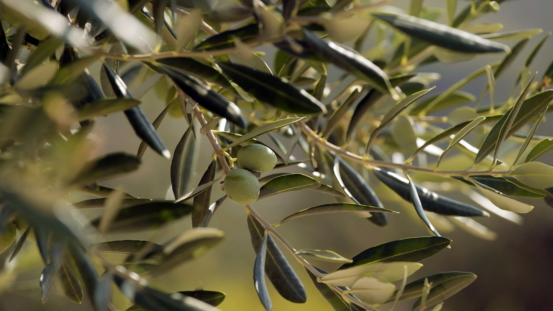 Povećavanje težine i veličine ploda masline