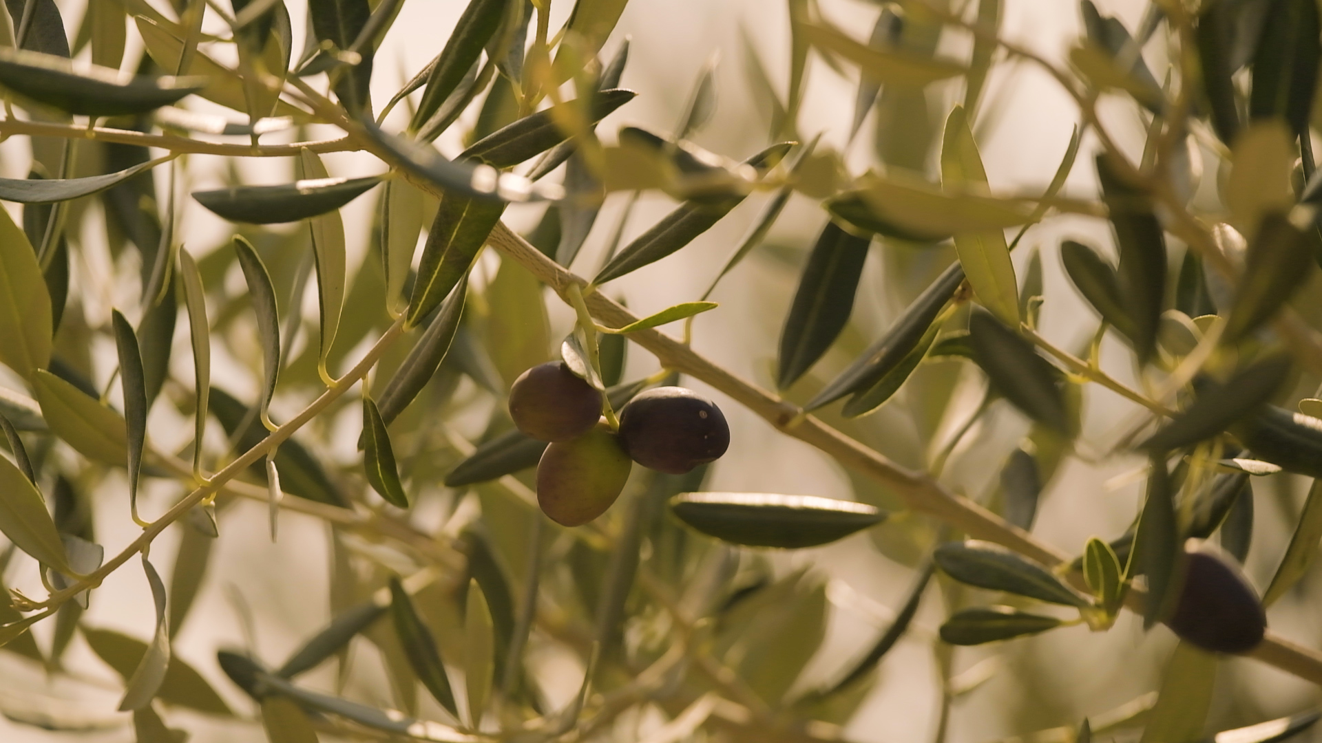 Utjecaj na prinos masline