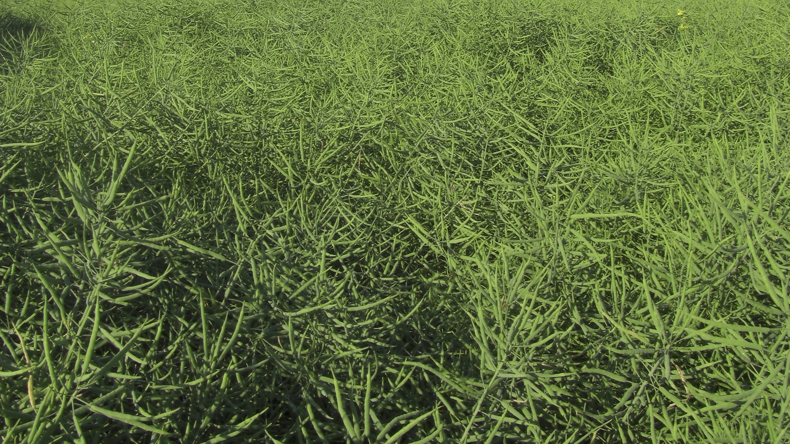 Programi prihrane uljane repice hranjivima