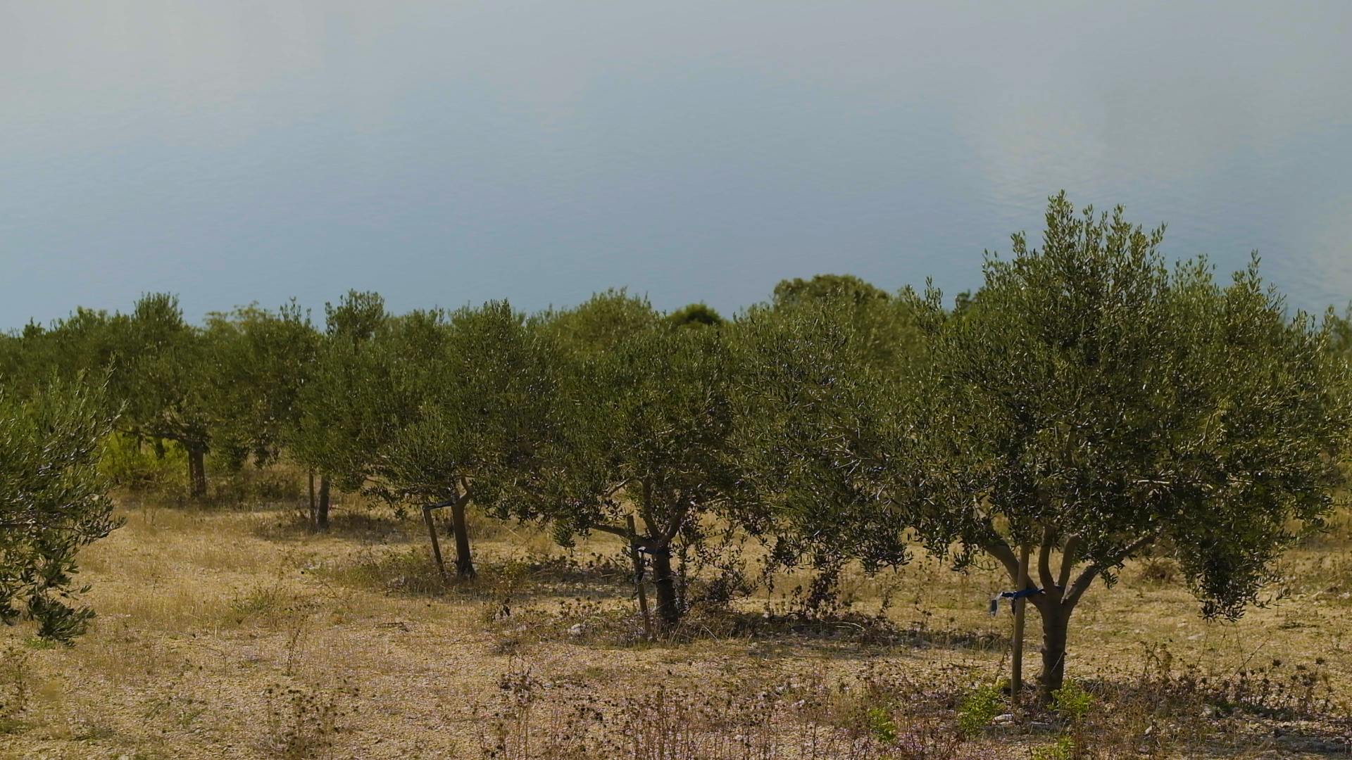 Poticanje rasta mladih stabala masline