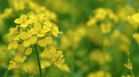 Povećajte prinos vaše uljane repice s folijarnim dušikom