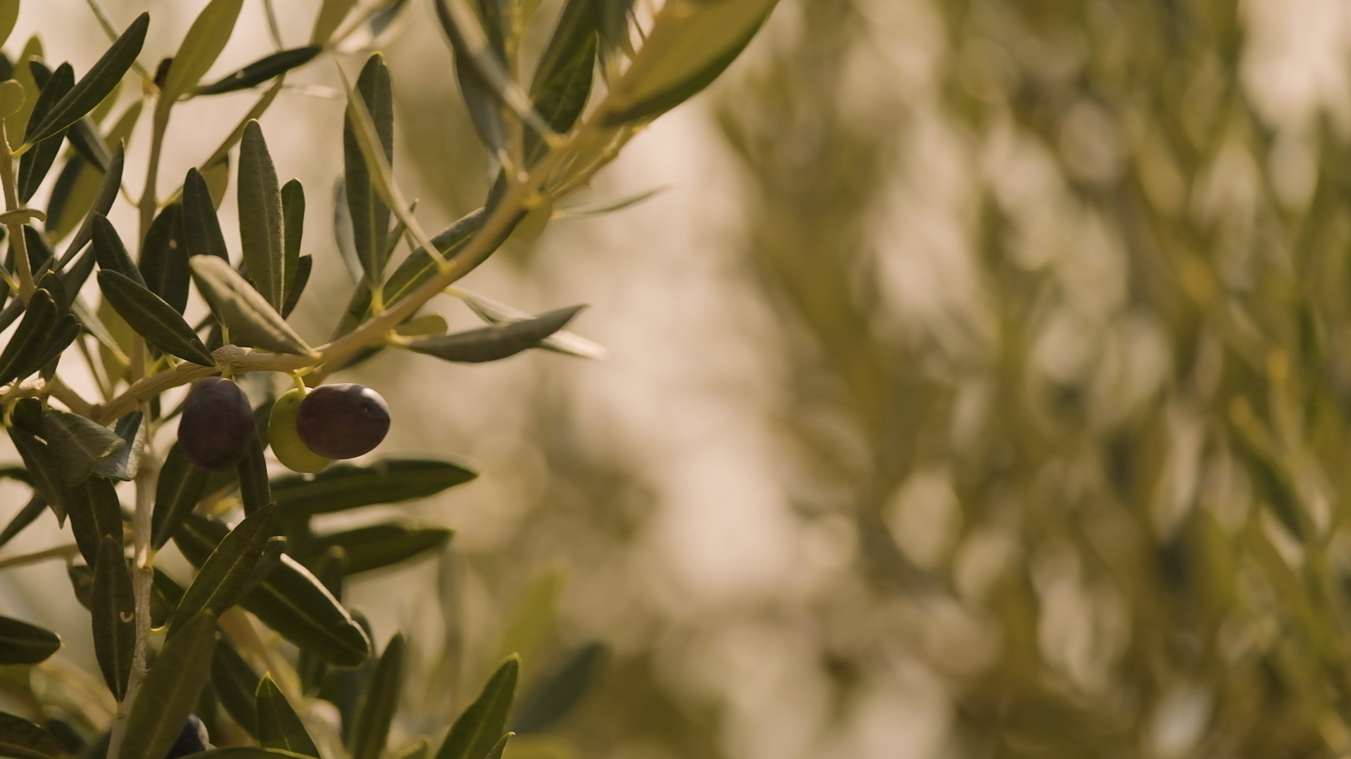 Povećanje sadržaja ulja u maslinama