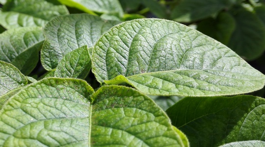 Kako reducirati pojavu bolesti listova krumpira