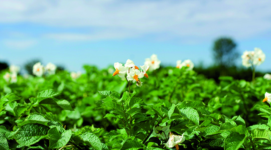 Kako povećati broj gomolja krumpira