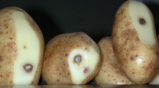 Kako smanjiti diskoloraciju gomolja krumpira